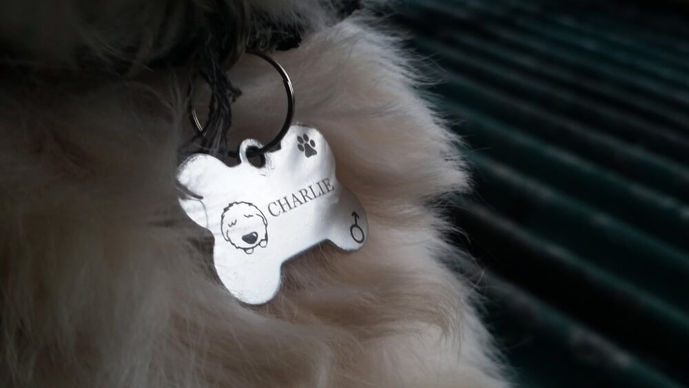 image of cat wearing personalised collar 